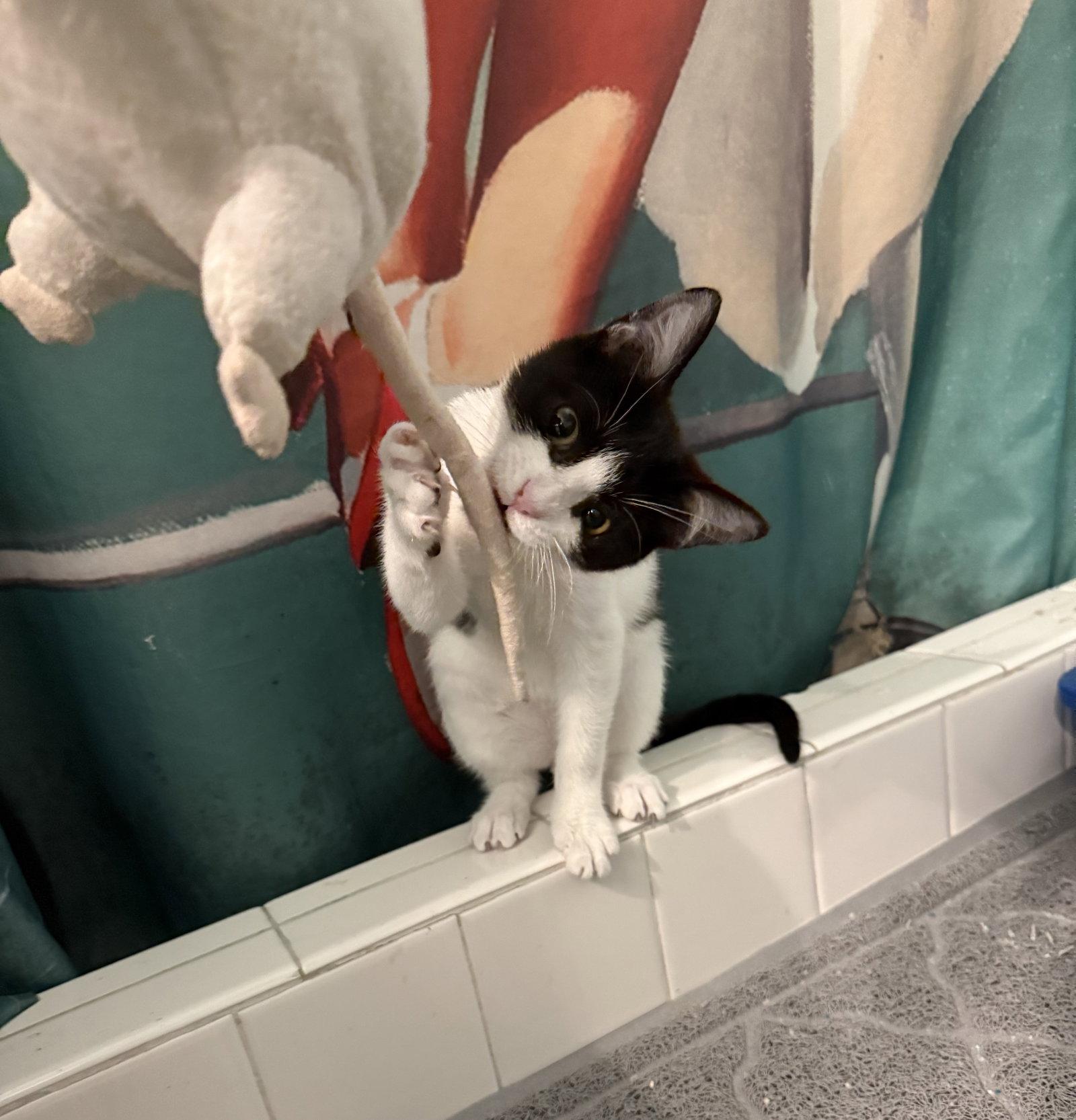 Enlarge Marshall (bonded with Lorenzo), a Adoptable Domestic Short Hair in Oakland, CA image 2/3