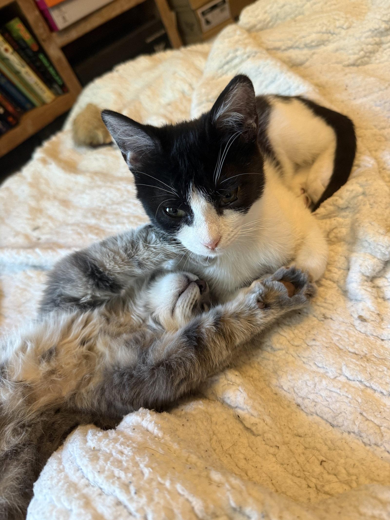 Enlarge Marshall (bonded with Lorenzo), a Adoptable Domestic Short Hair in Oakland, CA image 3/3
