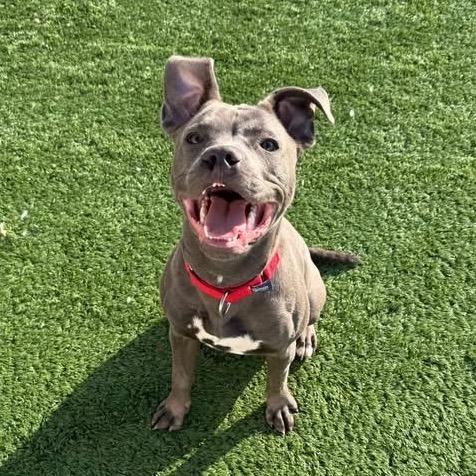 T-Bone, Adoptable, Young Male Mixed Breed.