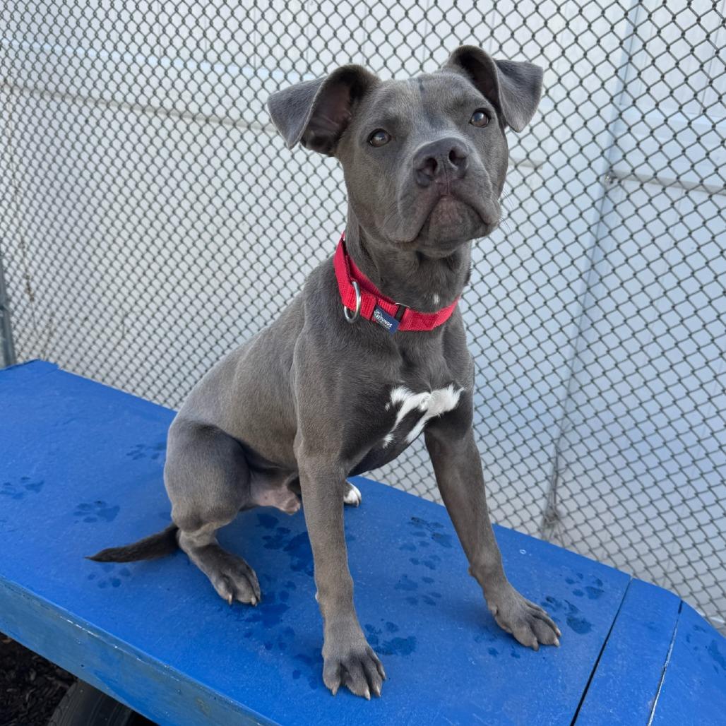 Enlarge T-Bone, a Adoptable Mixed Breed in Naperville, IL image 2/6