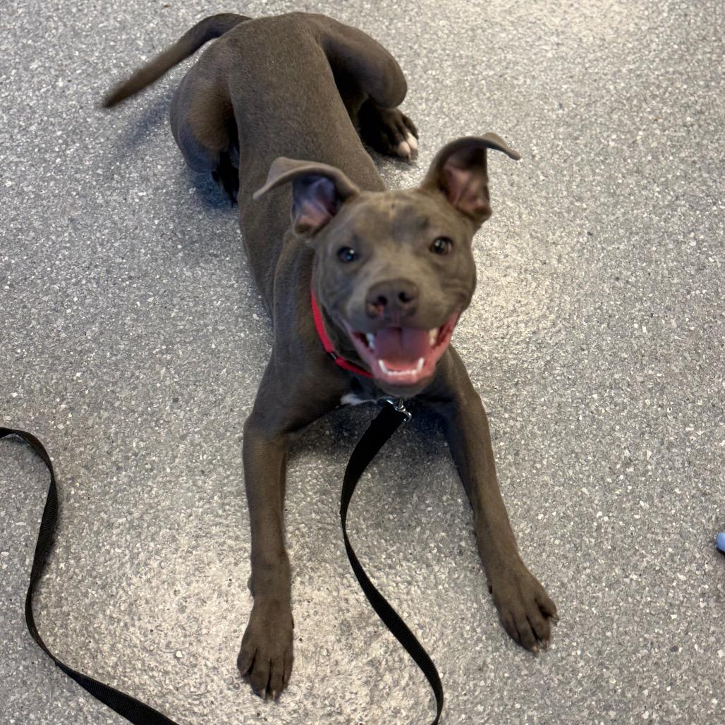 Enlarge T-Bone, a Adoptable Mixed Breed in Naperville, IL image 4/6