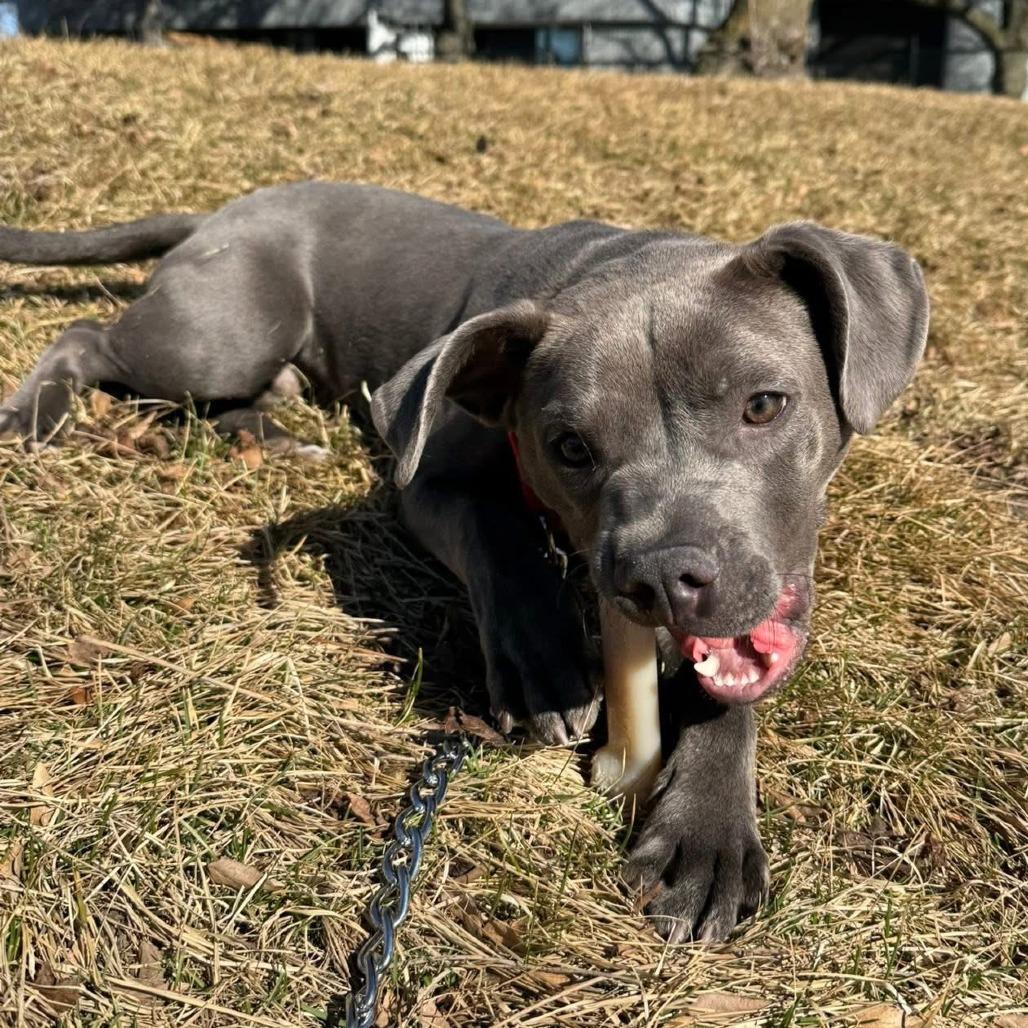 Enlarge T-Bone, a Adoptable Mixed Breed in Naperville, IL image 5/6
