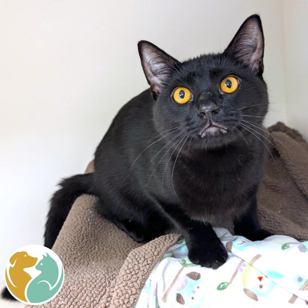 Novacaine, Adoptable, Young Male Domestic Short Hair.