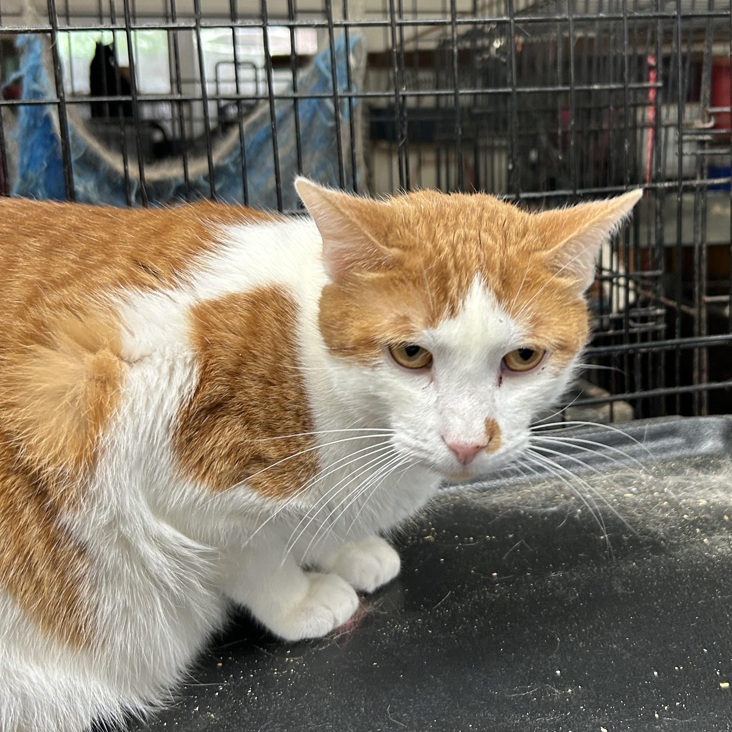 Enlarge Andy, an adopted mixed breed in New Orleans, LA image 2/3