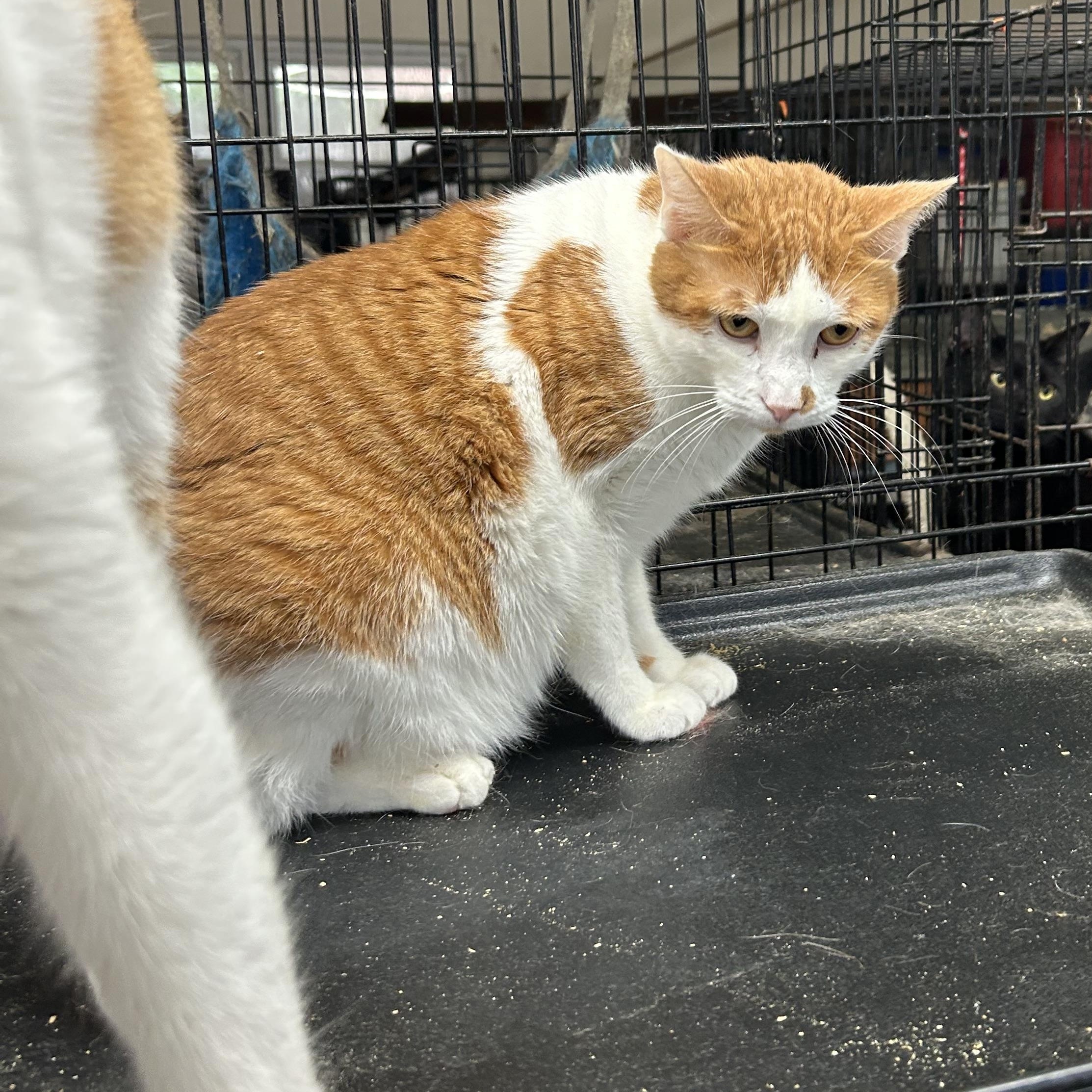 Andy, adopted, Adult Male Tabby & American Shorthair.