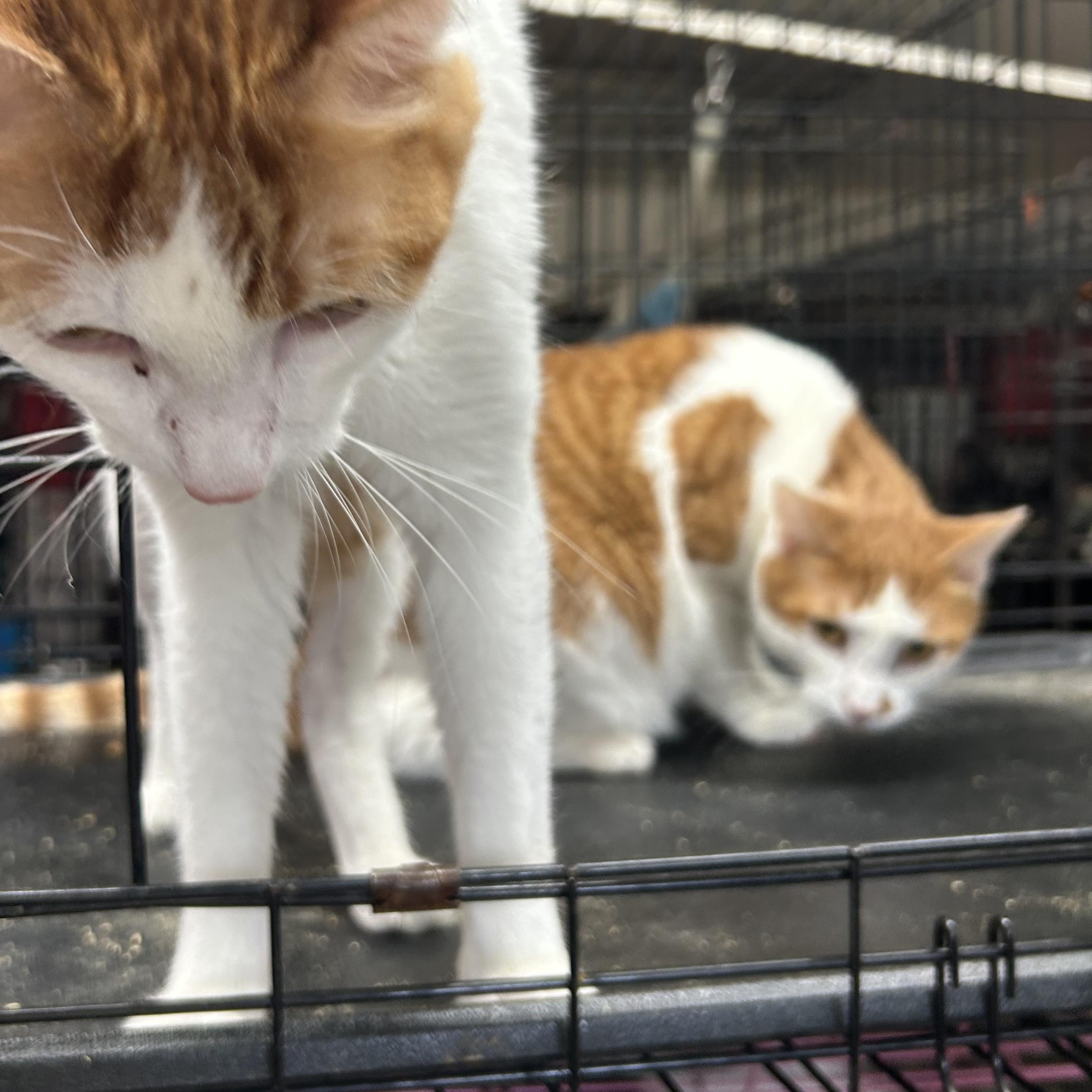 Enlarge Andy, an adopted mixed breed in New Orleans, LA image 3/3