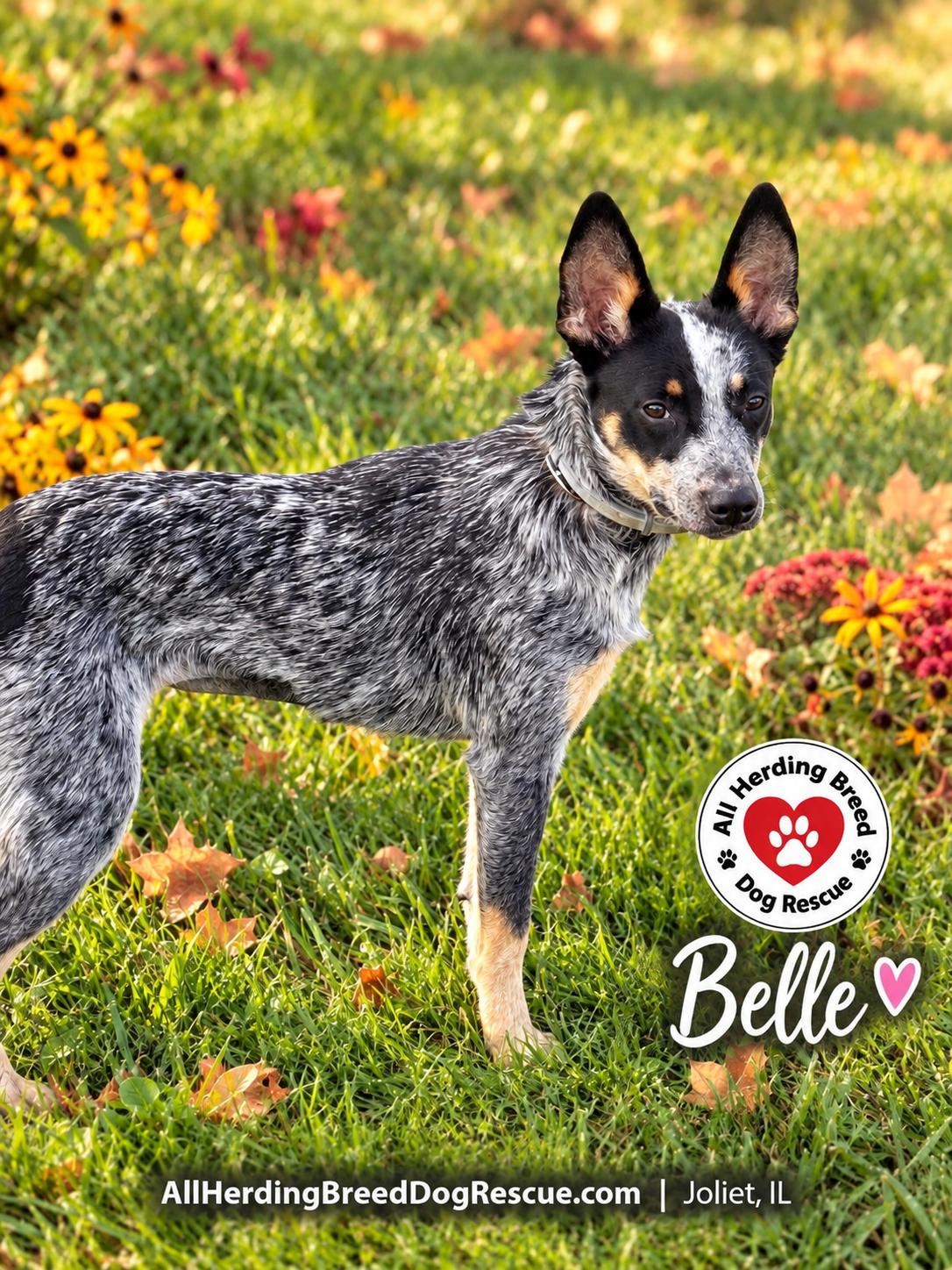 Enlarge Belle, a Adoptable Cattle Dog in Joliet, IL image 3/3