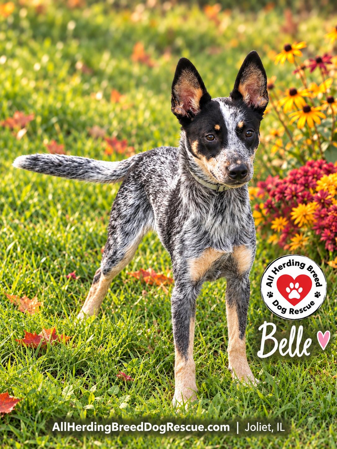 Enlarge Belle, a Adoptable Cattle Dog in Joliet, IL image 2/3