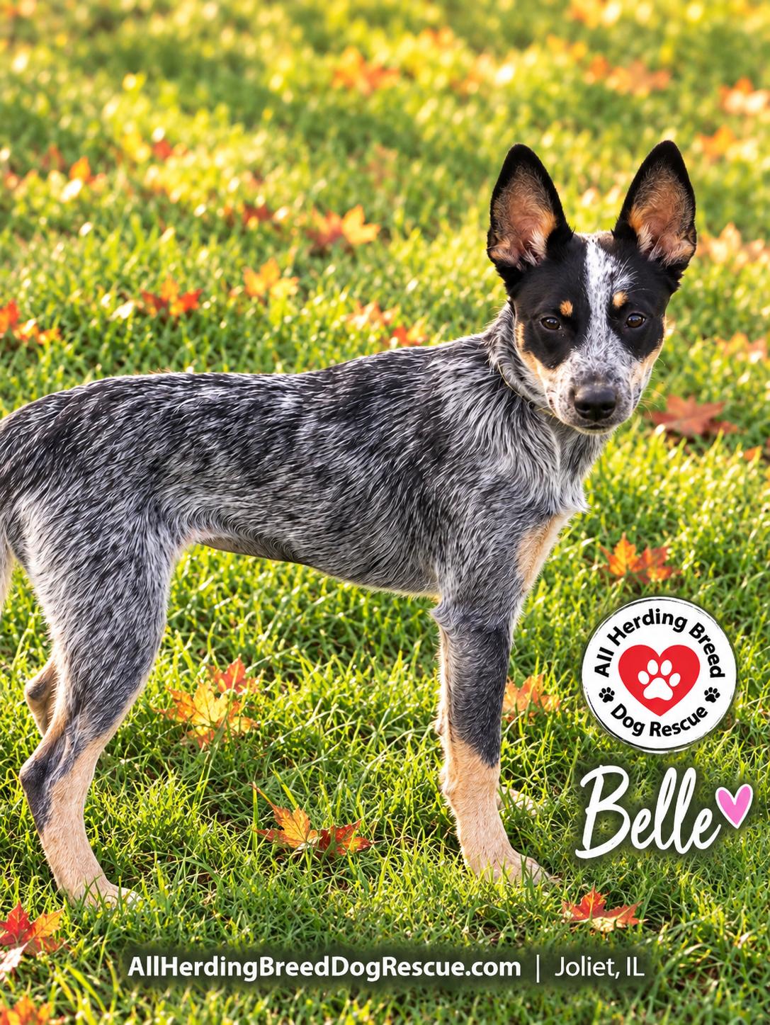 Belle, Adoptable, Puppy Female Cattle Dog.