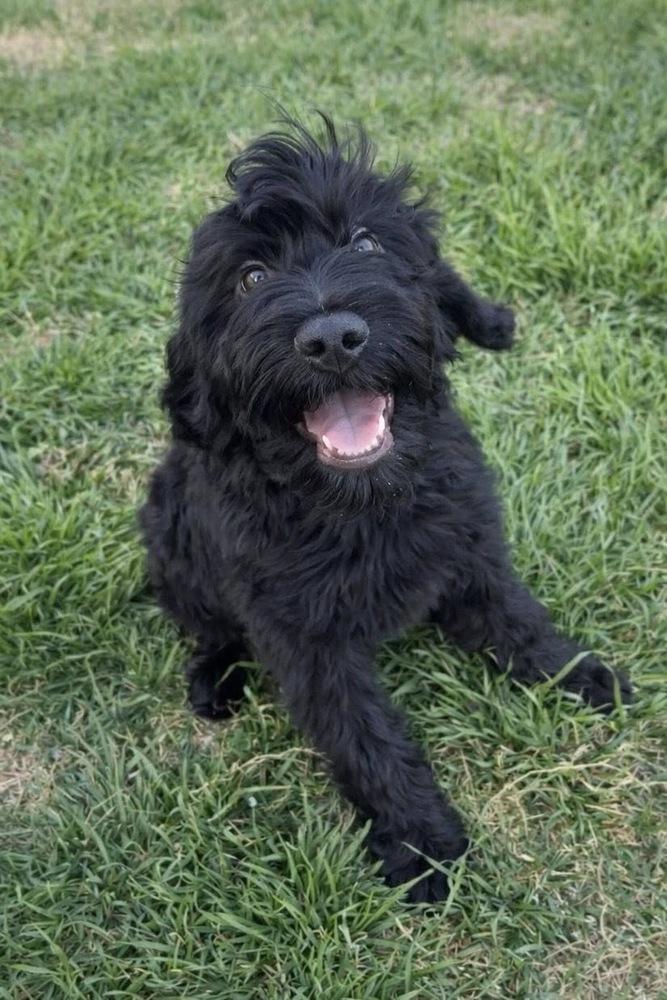 Clover, Adoptable, Puppy Male Golden Retriever & Poodle.