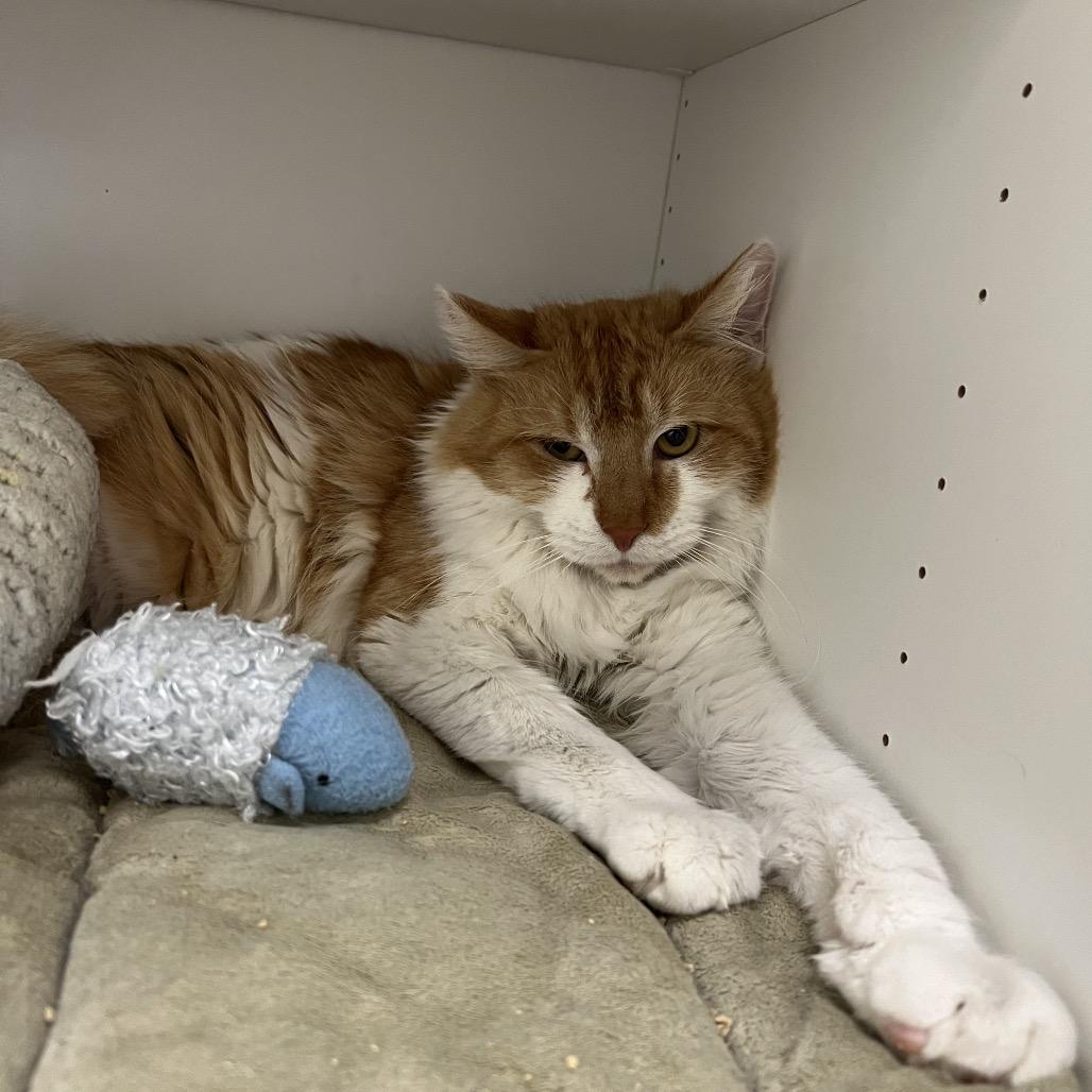 Enlarge Chile Palmer, a Adoptable Domestic Medium Hair in Las Vegas, NV image 2/2