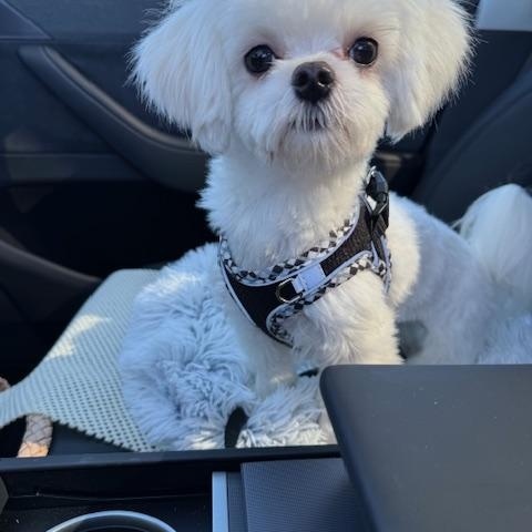 Toto (GA), a Adoptable Maltese in Atlanta, GA image 2/2