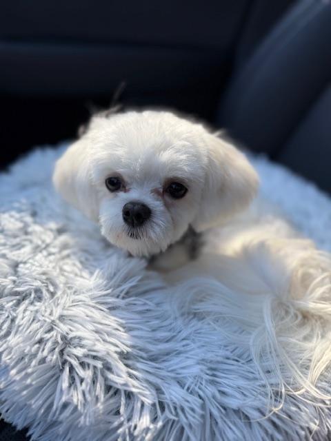 Toto (GA), Adoptable, Puppy Male Maltese.