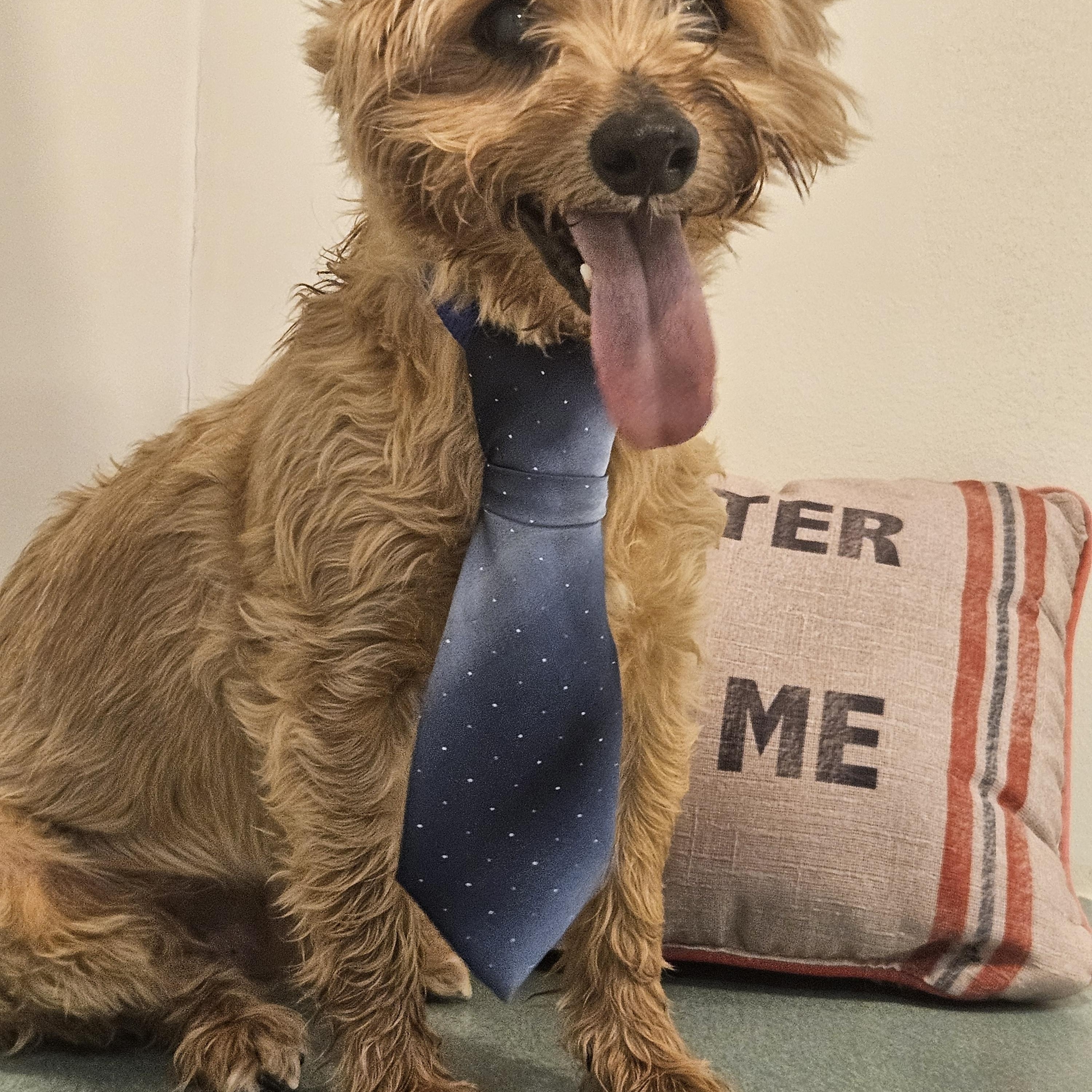 Jaxson, adopted, Senior Male Yorkshire Terrier.