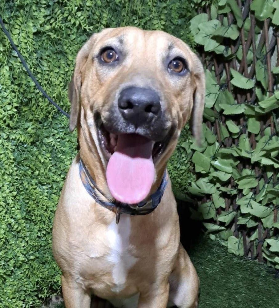 Keizer, Adoptable, Young Male Mixed Breed.