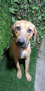 Keizer, a Adoptable mixed breed in San Francisco, CA image 3/4