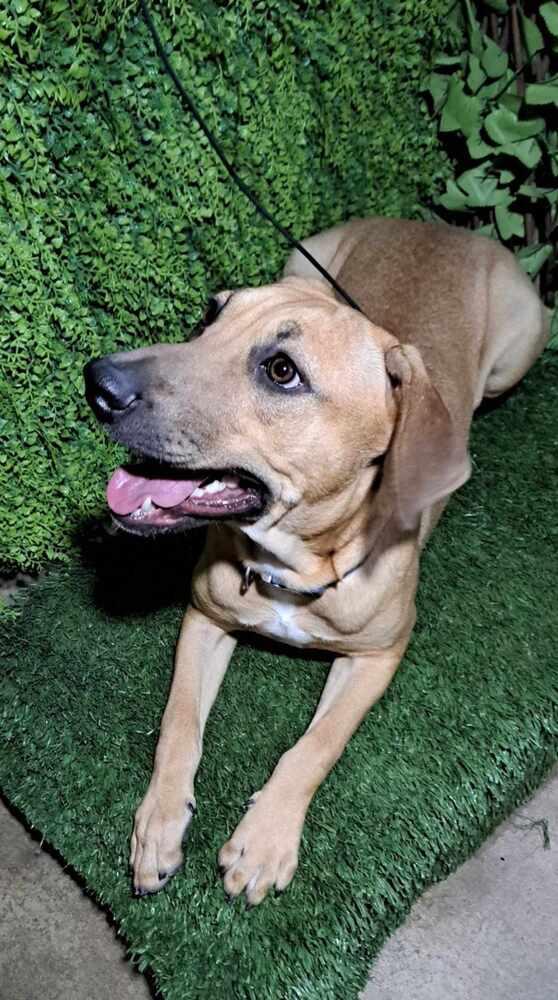 Keizer, a Adoptable mixed breed in San Francisco, CA image 4/4