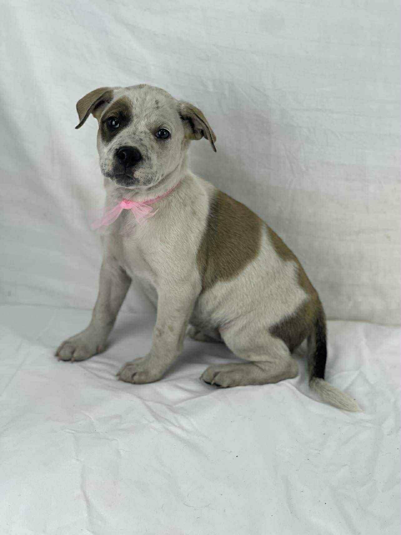 Grace the Mixed Breed!