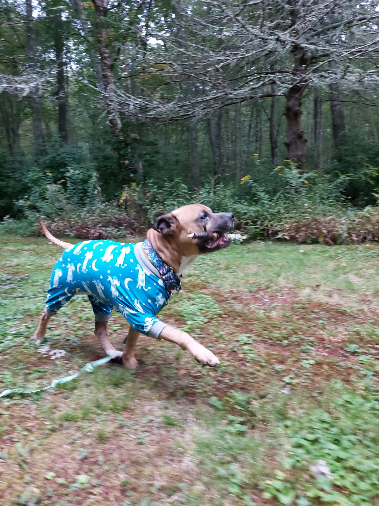 Enlarge Tobey, a Adoptable mixed breed in Cranston, RI image 3/6