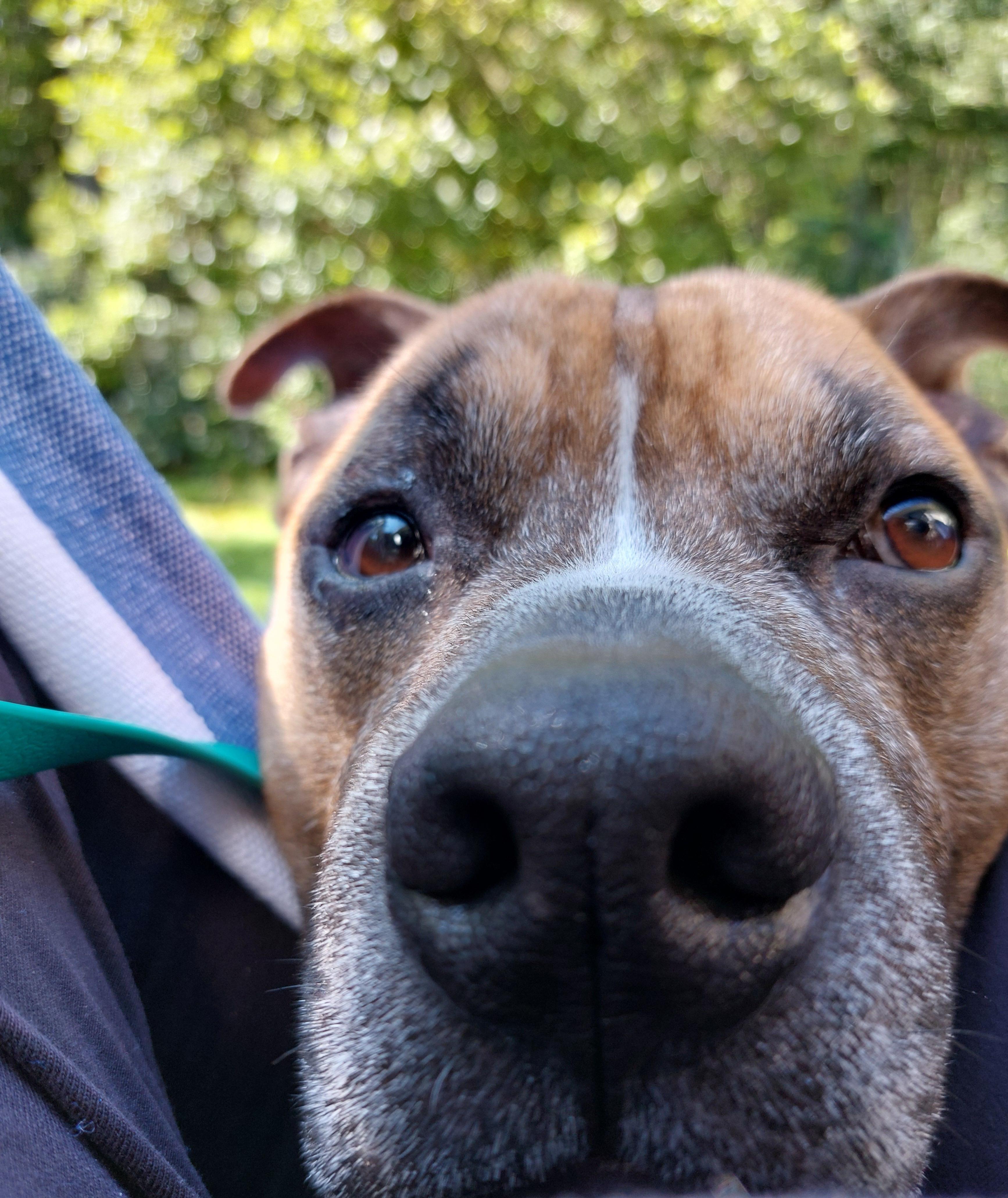 Enlarge Tobey, a Adoptable mixed breed in Cranston, RI image 4/6