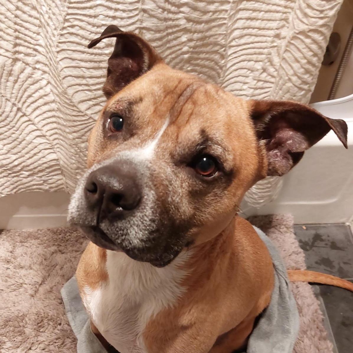 Tobey, Adoptable, Senior Male Pit Bull Terrier.