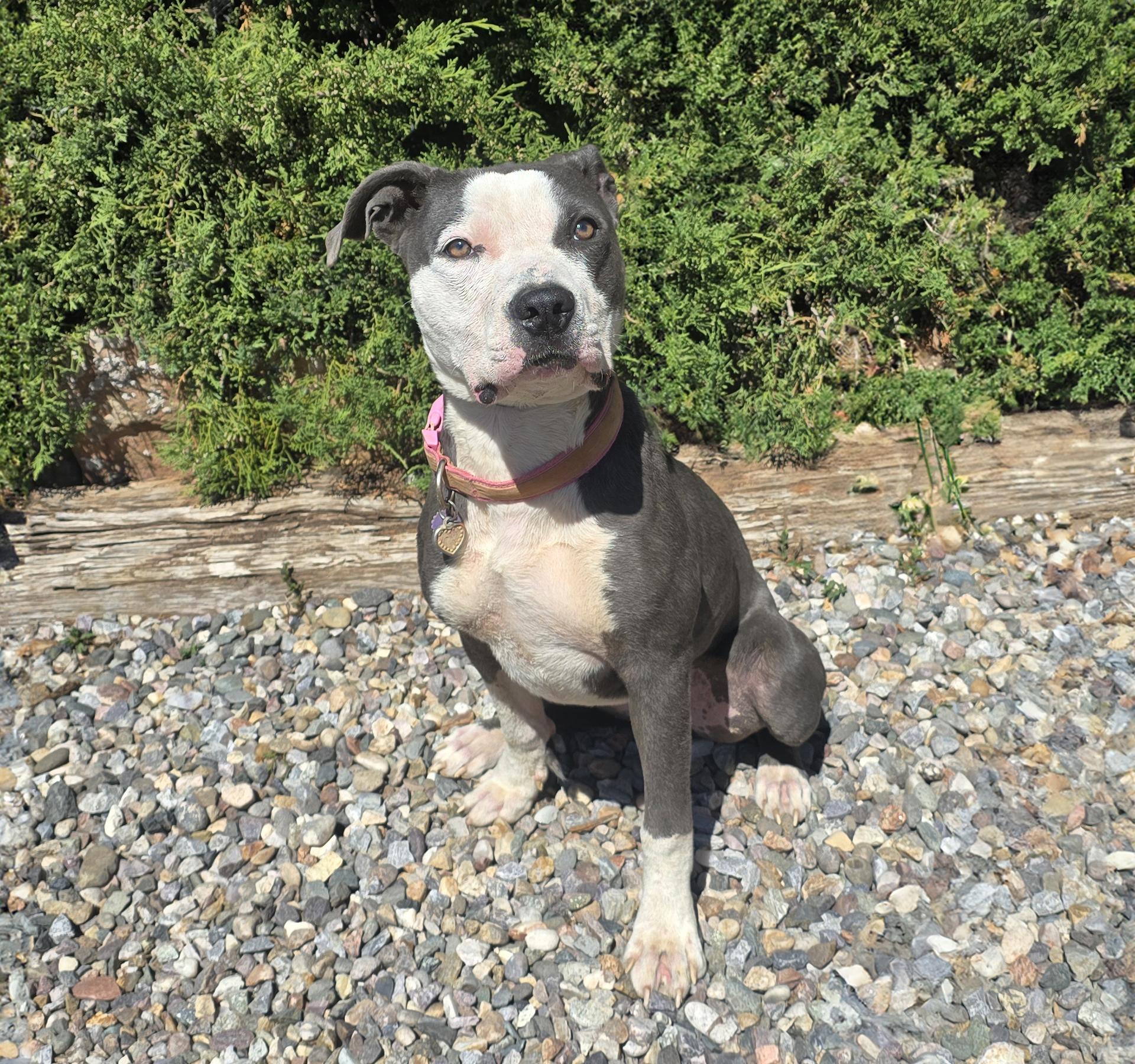Mysterious Ms Marley Moon ~ Soulful Baby Doll !, a Adoptable American Bully in Albuquerque, NM image 2/2