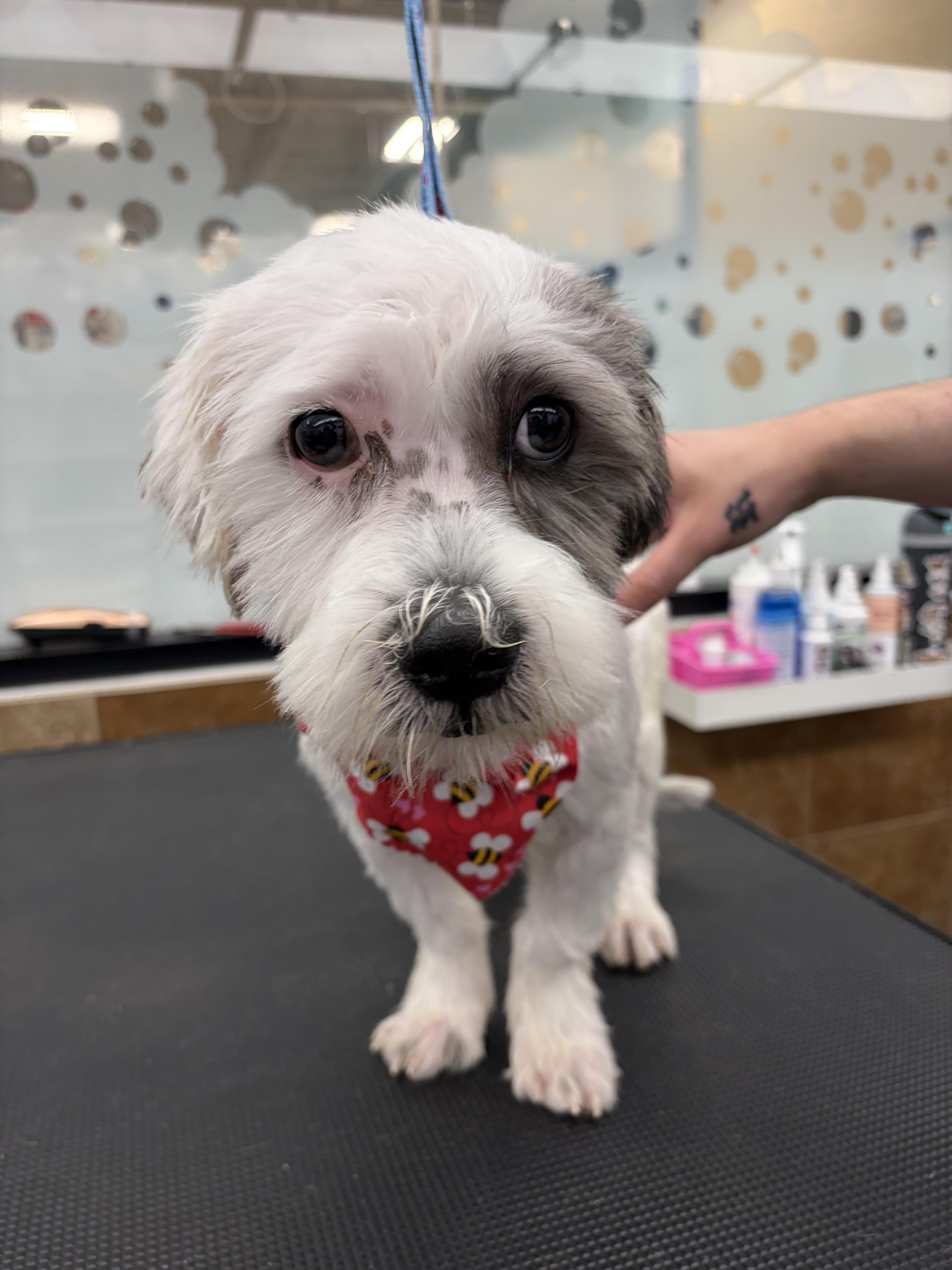 Coconut Donut - Local Boy, adopted, Young Male Shih Tzu & Yorkie Poo.