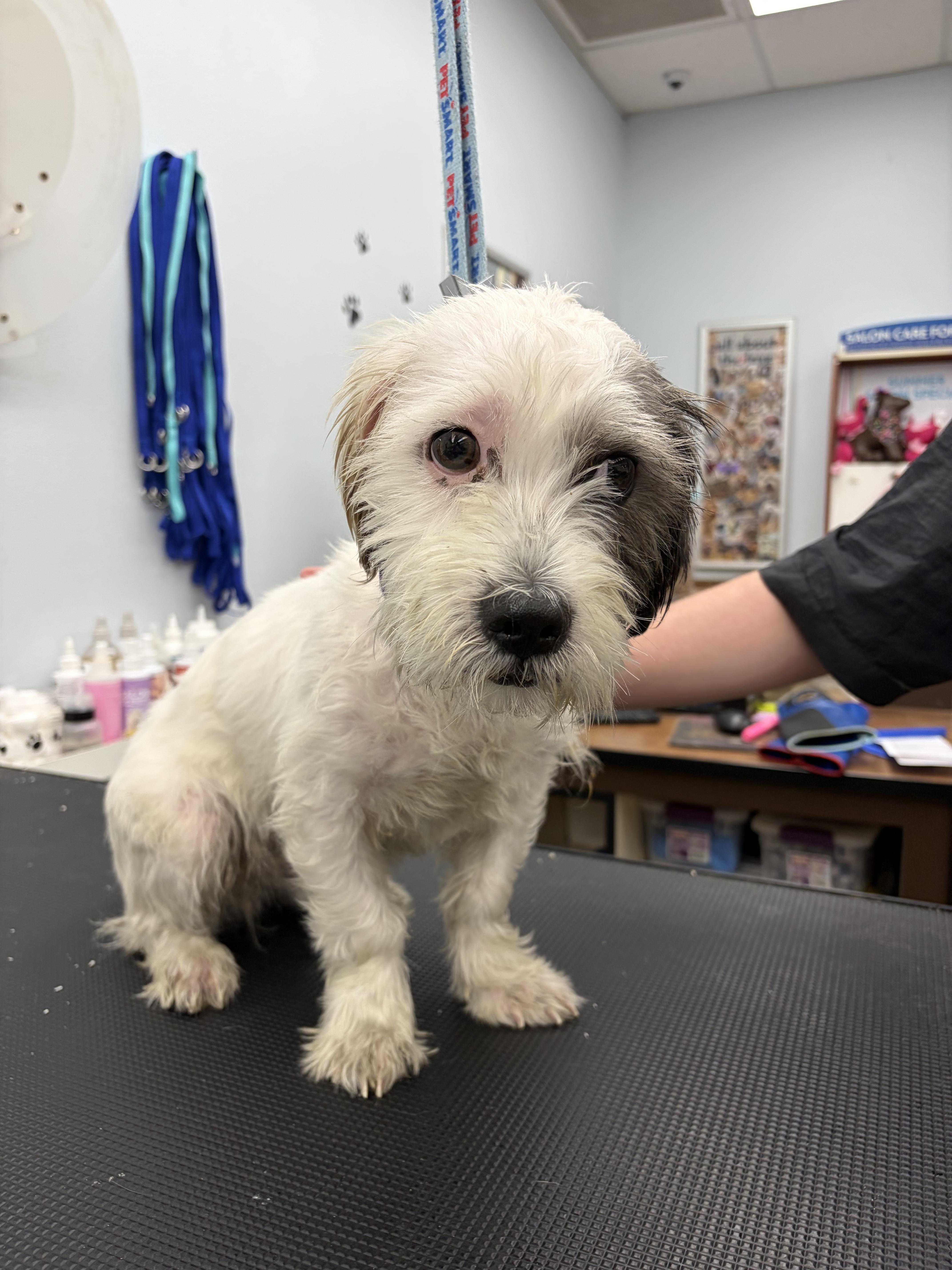 Coconut Donut - Local Boy, an adopted mixed breed in Andover, MA image 4/6