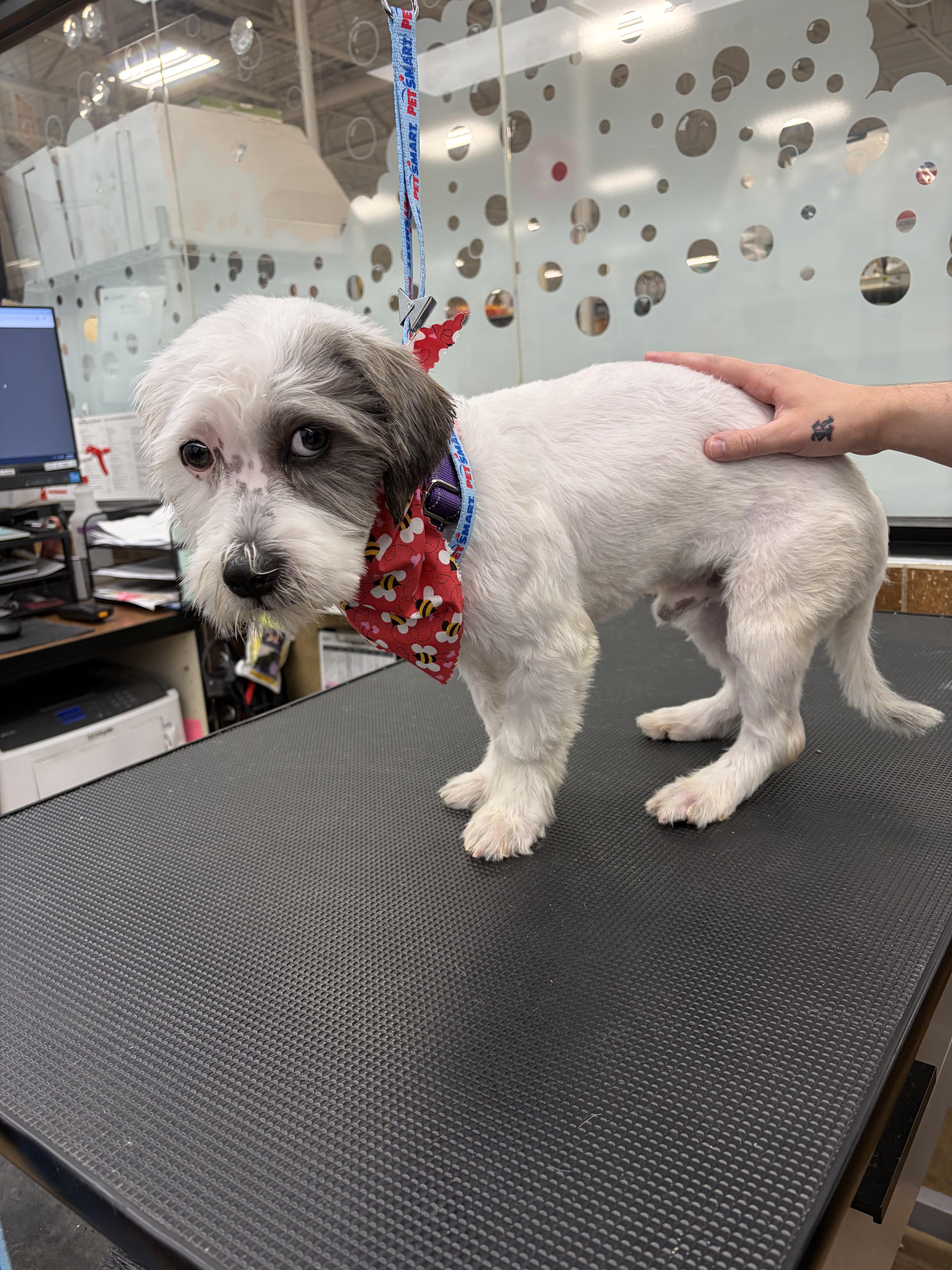 Coconut Donut - Local Boy, an adopted mixed breed in Andover, MA image 2/6