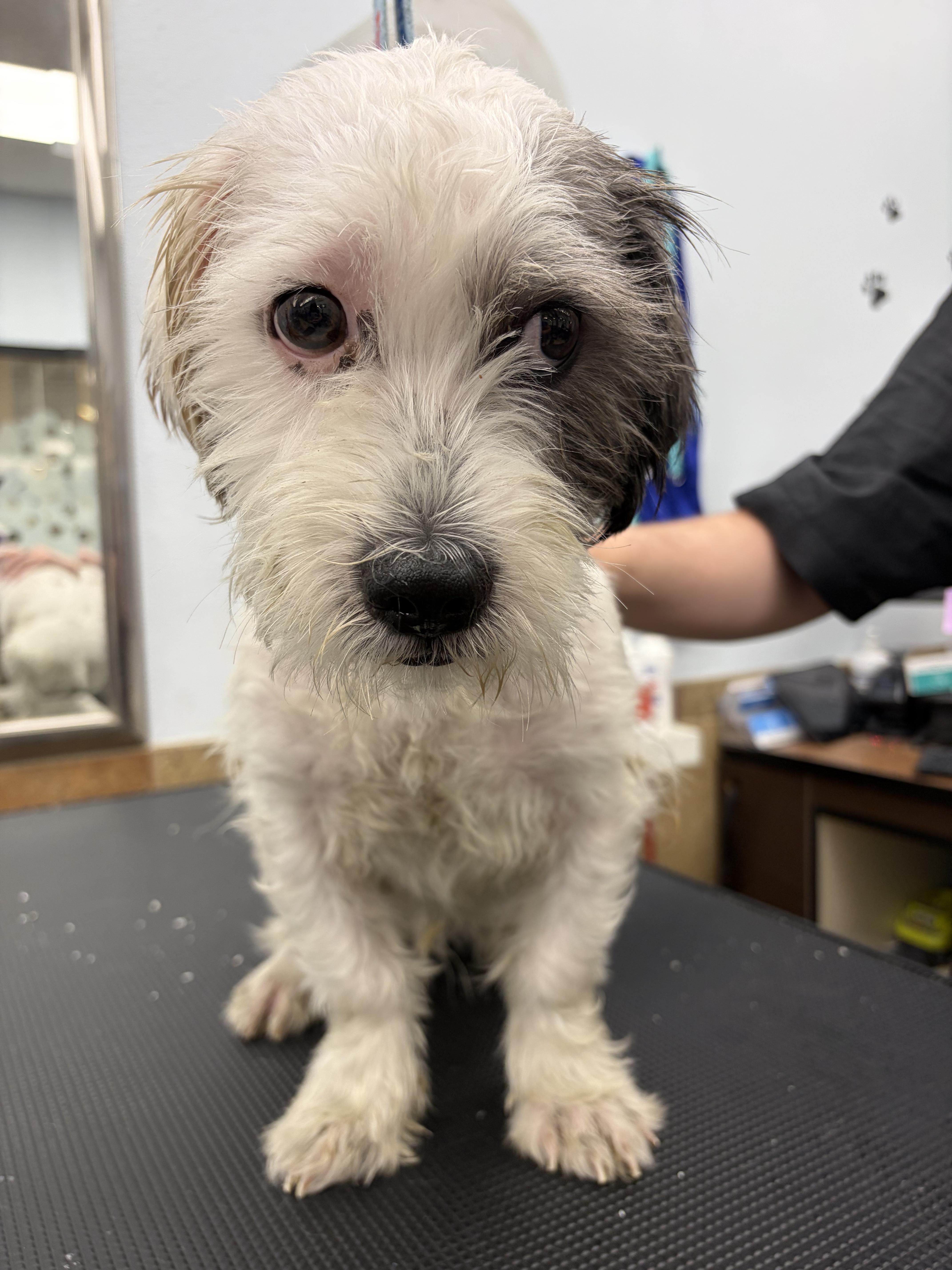 Coconut Donut - Local Boy, an adopted mixed breed in Andover, MA image 5/6