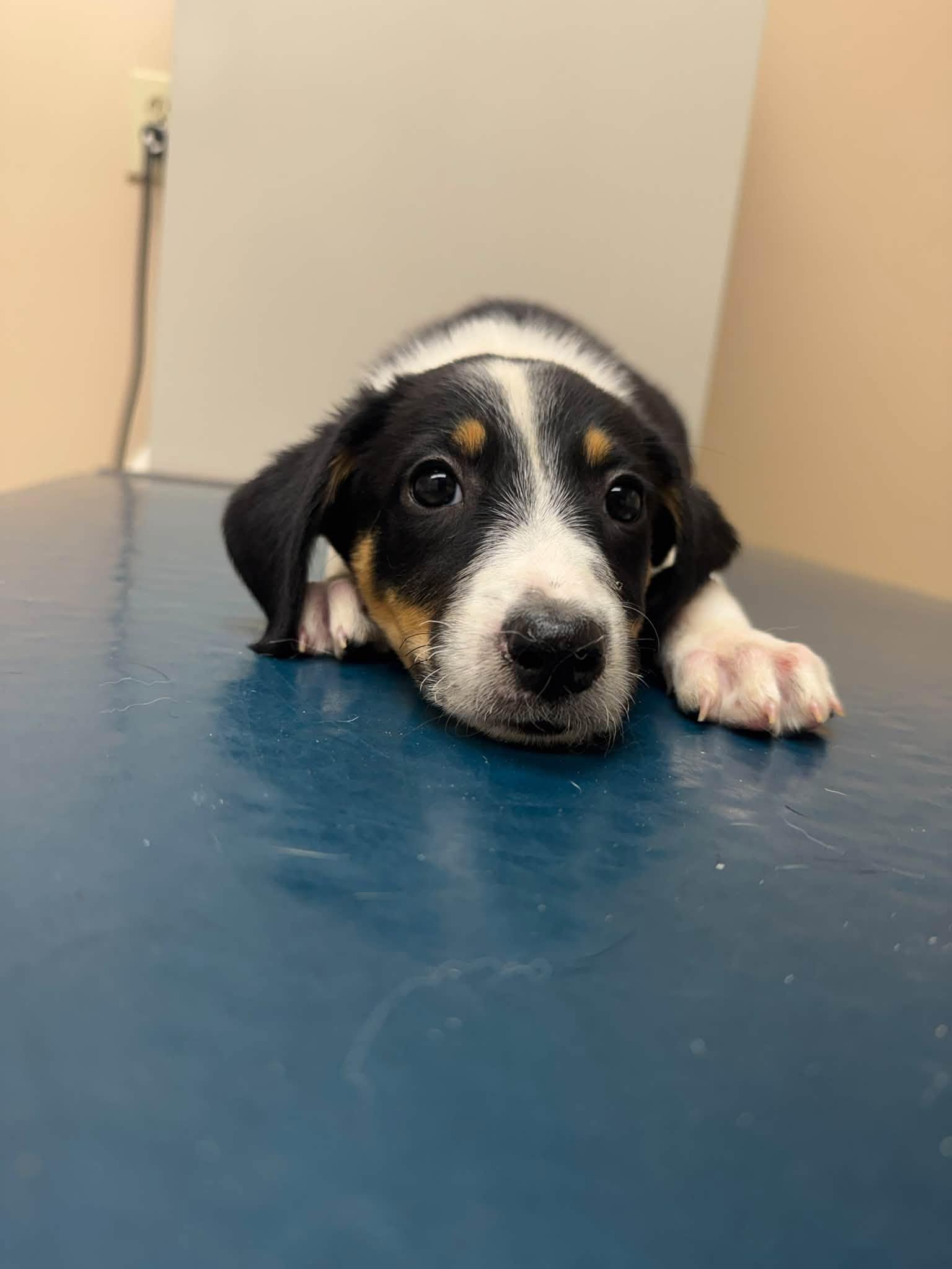Enlarge Neyland, a Adopted mixed breed in Huntsville, AL image 4/5