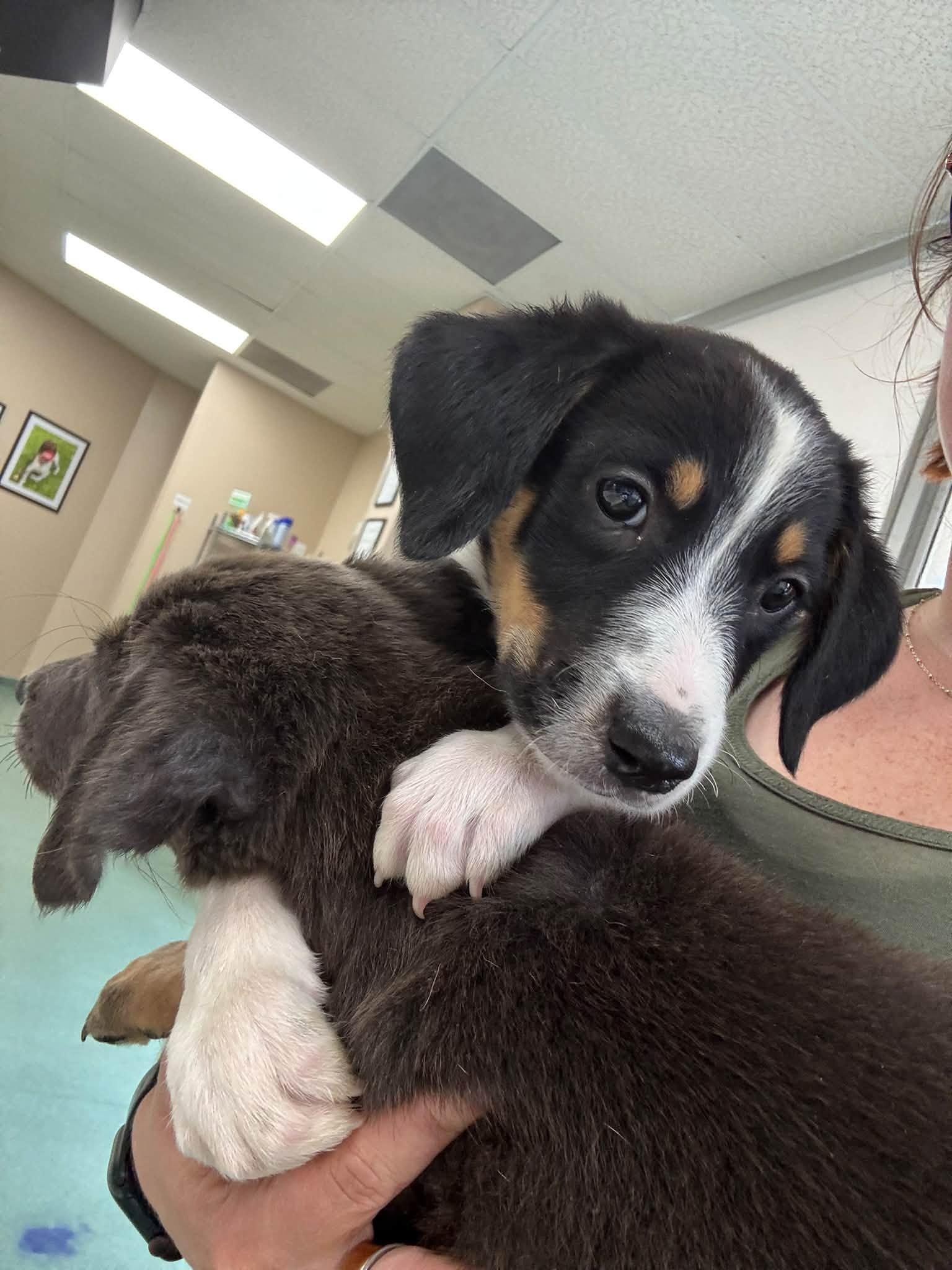 Enlarge Neyland, a Adopted mixed breed in Huntsville, AL image 3/5