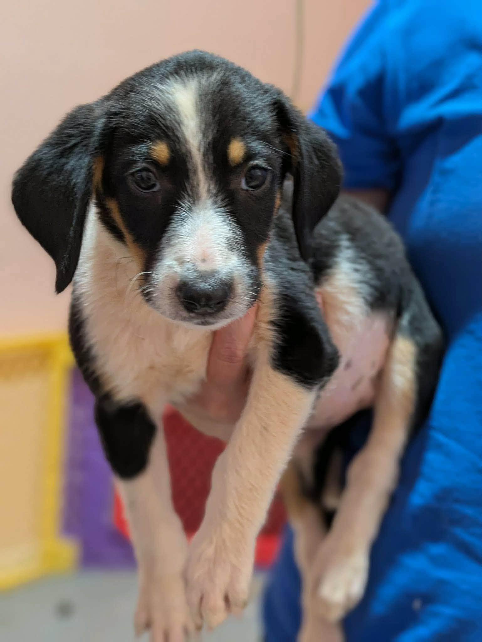 Enlarge Neyland, a Adopted mixed breed in Huntsville, AL image 2/5