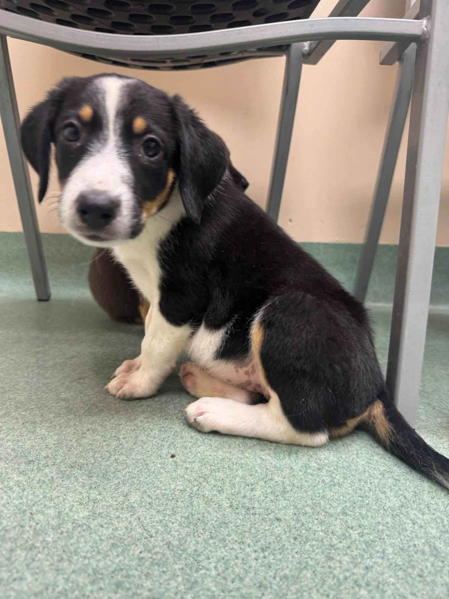 Enlarge Neyland, a Adopted mixed breed in Huntsville, AL image 5/5