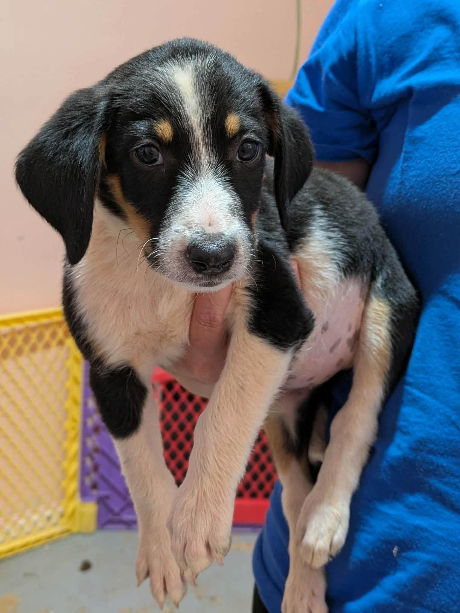 Enlarge Neyland, a Adopted mixed breed in Huntsville, AL image 1/5