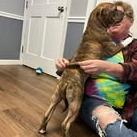 Cosmo, Adoptable, Puppy Male Shar-Pei & Mixed Breed.