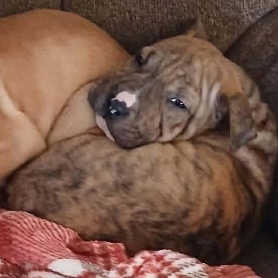 Cosmo, Adoptable, Puppy Male Shar-Pei & Mixed Breed.