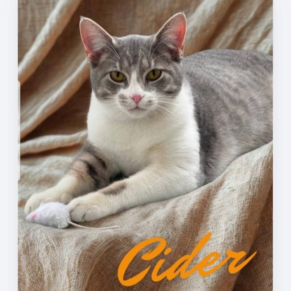 Cider, Adoptable, Young Female Domestic Short Hair.