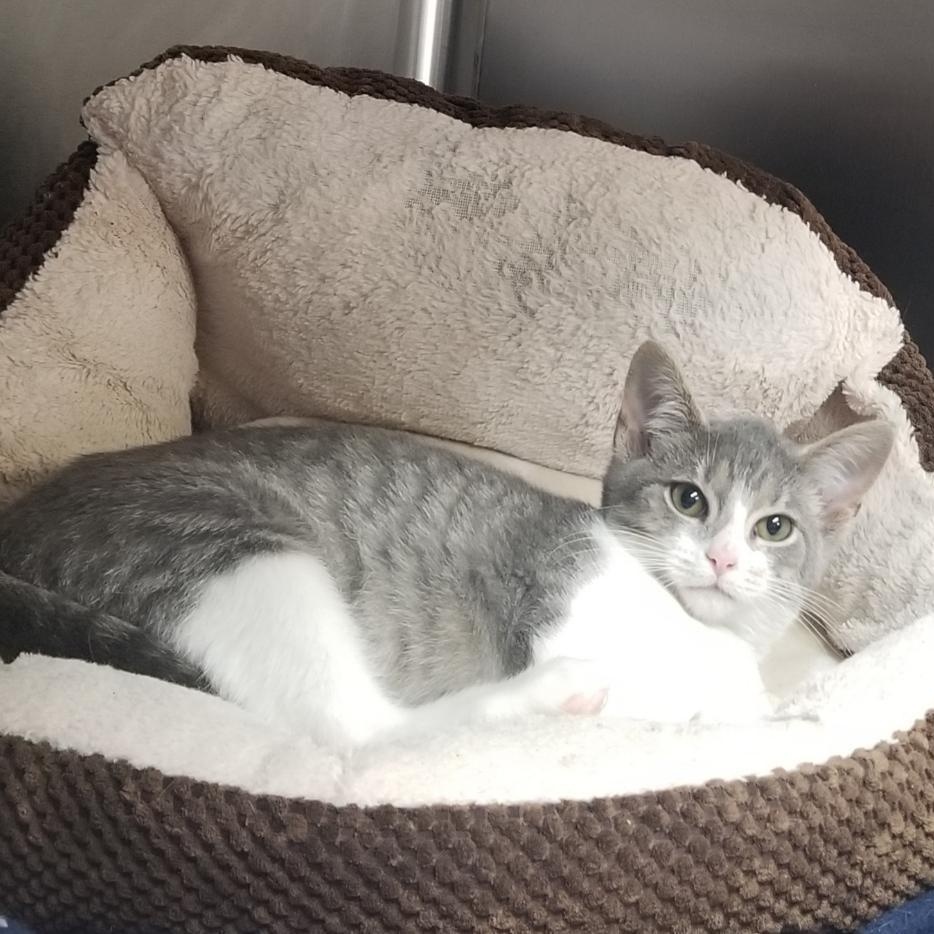 Cider, Adoptable, Young Female Domestic Short Hair.