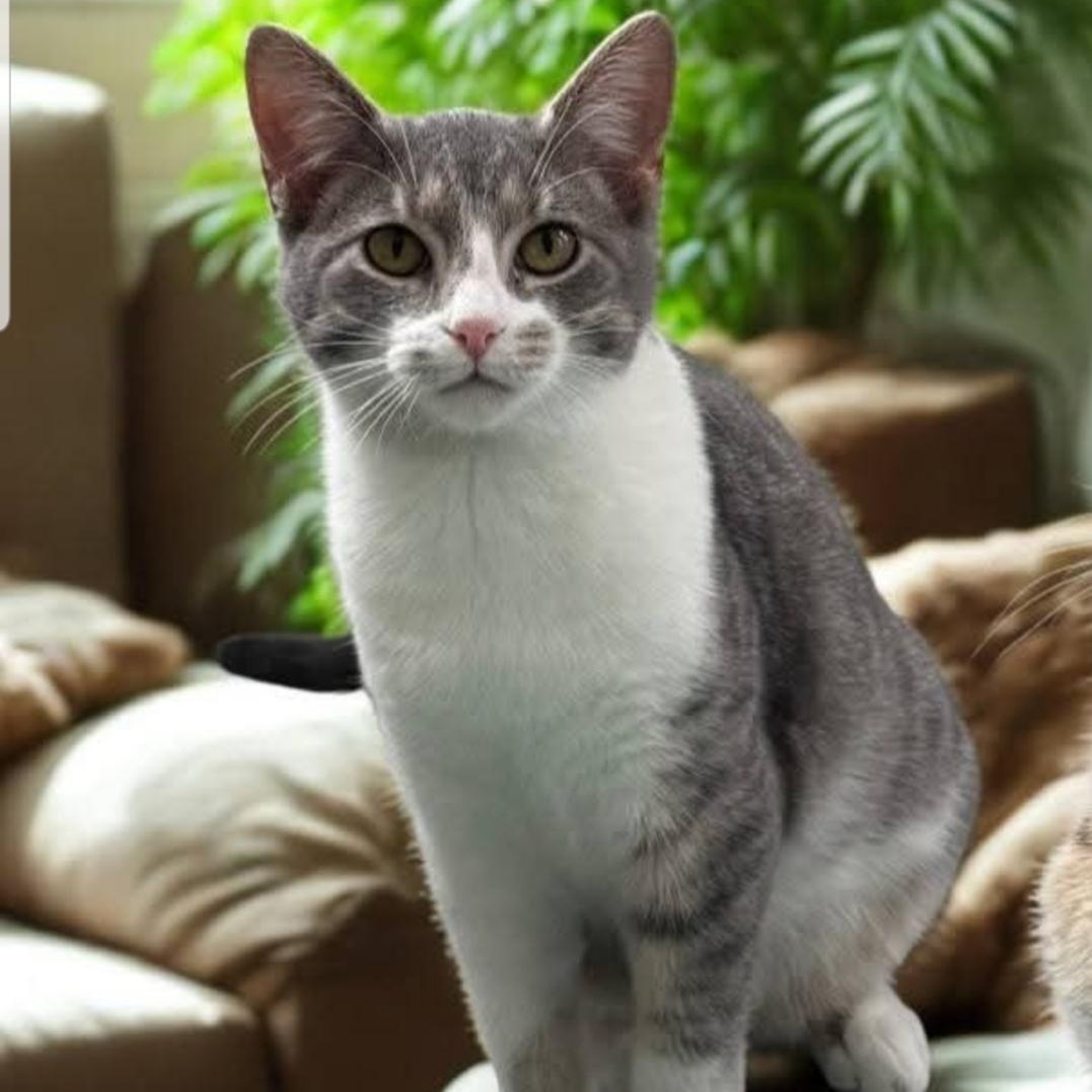 Enlarge Cider, a Adoptable Domestic Short Hair in Greensburg, PA image 2/6