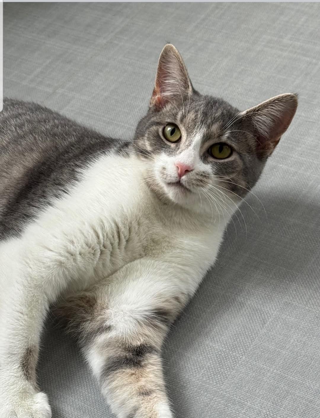 Enlarge Cider, a Adoptable Domestic Short Hair in Greensburg, PA image 6/6