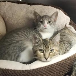 Enlarge Cider, a Adoptable Domestic Short Hair in Greensburg, PA image 2/2