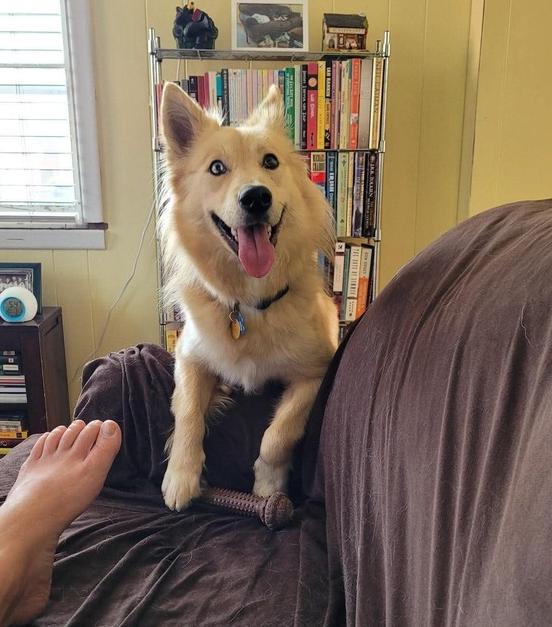 Enlarge Willow, a Adoptable Australian Shepherd in New Albany, OH image 2/6