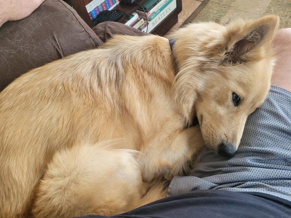 Enlarge Willow, a Adoptable Australian Shepherd in New Albany, OH image 6/6