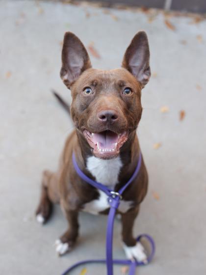 Brandi, a Adoptable Mixed Breed in Atlanta, GA image 1/3