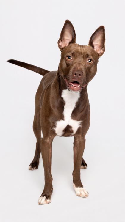 Brandi, a Adoptable Mixed Breed in Atlanta, GA image 2/3