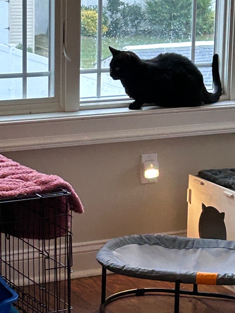 Presley, Adopted, Adult Male Domestic Short Hair.