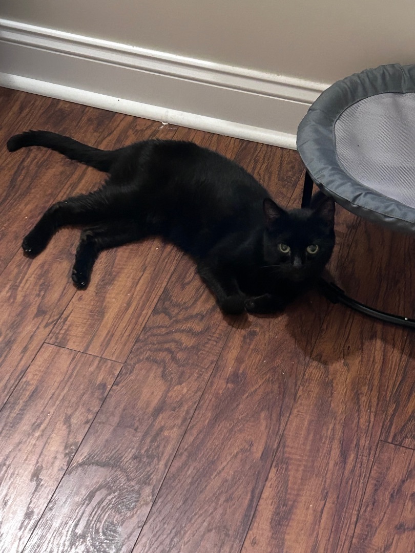 Presley, a Adopted Domestic Short Hair in Sayville, NY image 2/4