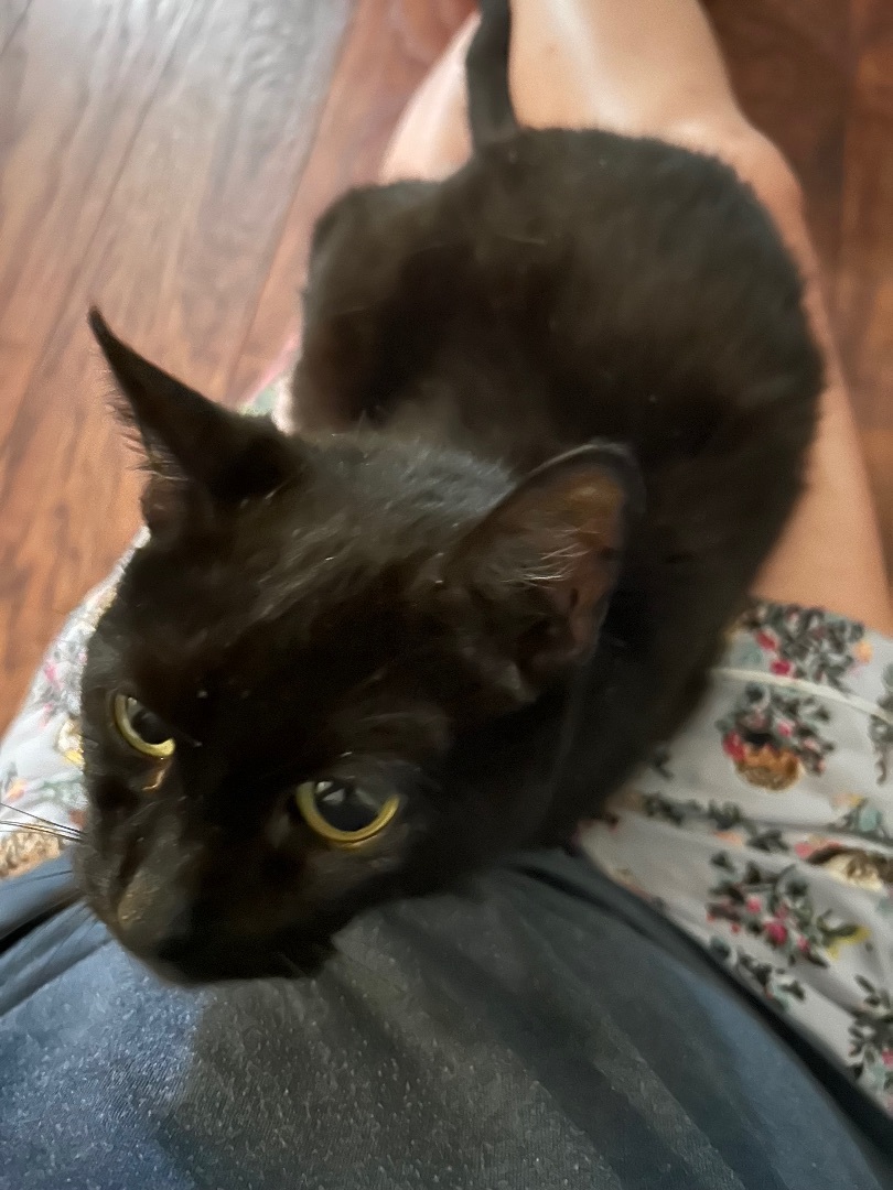 Presley, a Adopted Domestic Short Hair in Sayville, NY image 3/4