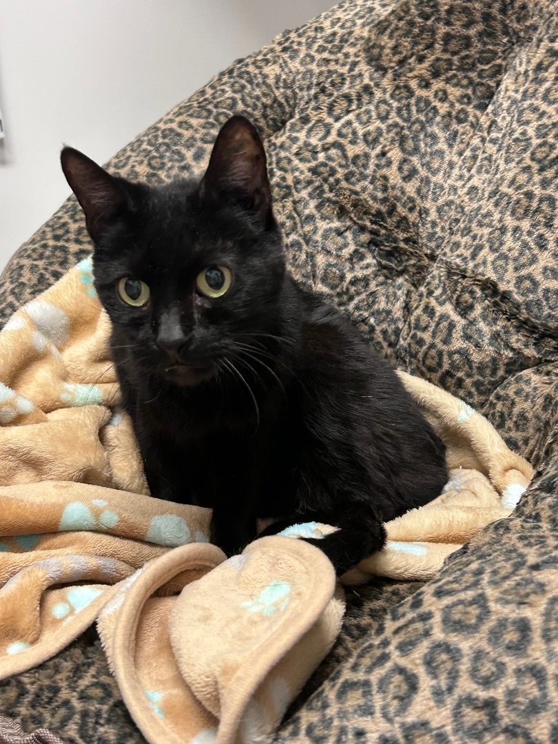 Presley, a Adopted Domestic Short Hair in Sayville, NY image 4/4